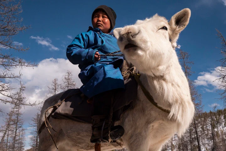 Bayandalai: Lord of the Taiga