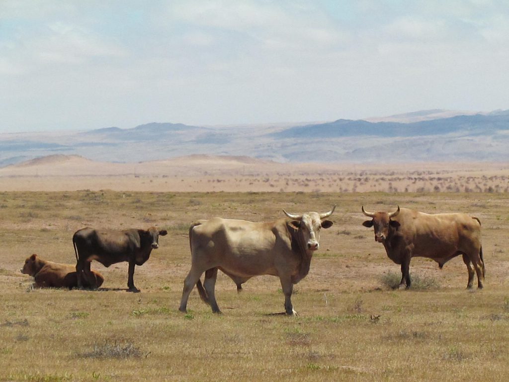 Conservation and Traditional Survival