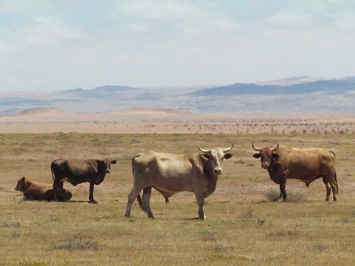 Conservation and Traditional Survival