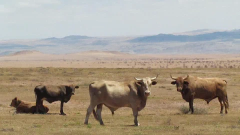 Conservation and Traditional Survival