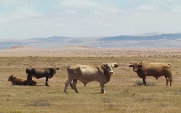 Conservation and Traditional Survival