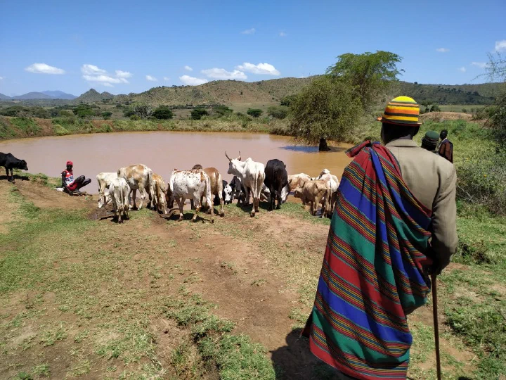 Cowherds of the Savannah