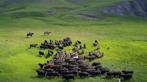 Guardians of the grasslands