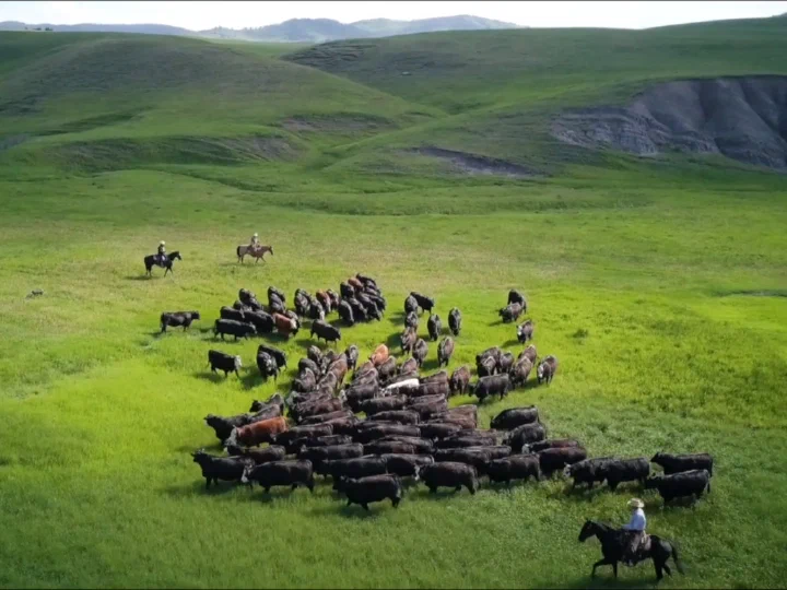 Guardians of the grasslands