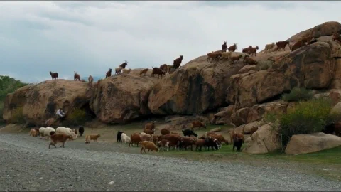 Losing Ground: Documentary Cinema, Pastoral Knowledge, and Environmental Justice in Mongolia