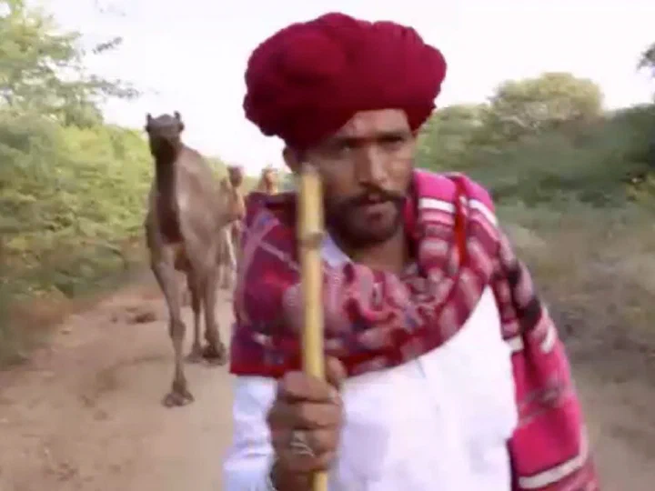 Preserving Rajasthan's camel herds