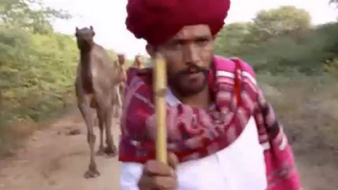 Preserving Rajasthan's camel herds