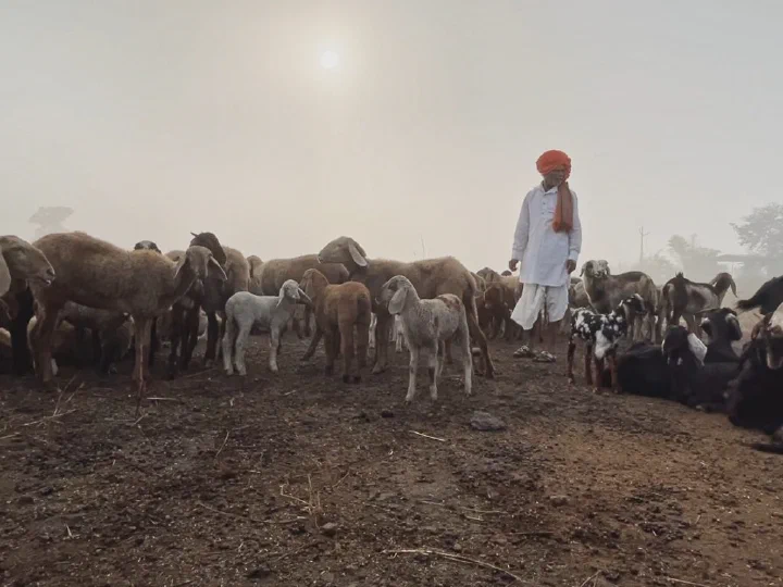 Shepherds of the Deccan