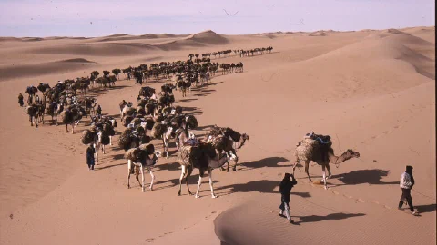 Tarlamt: Salt Caravan to Bilma