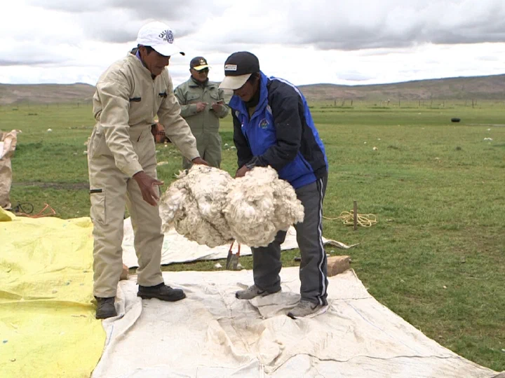 The Custodians of the Andean Gold