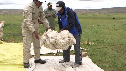 The Custodians of the Andean Gold