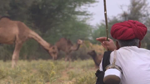 The Kumbhalgarh Raika Story