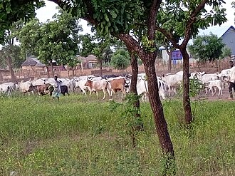 Nomadic pastoralism